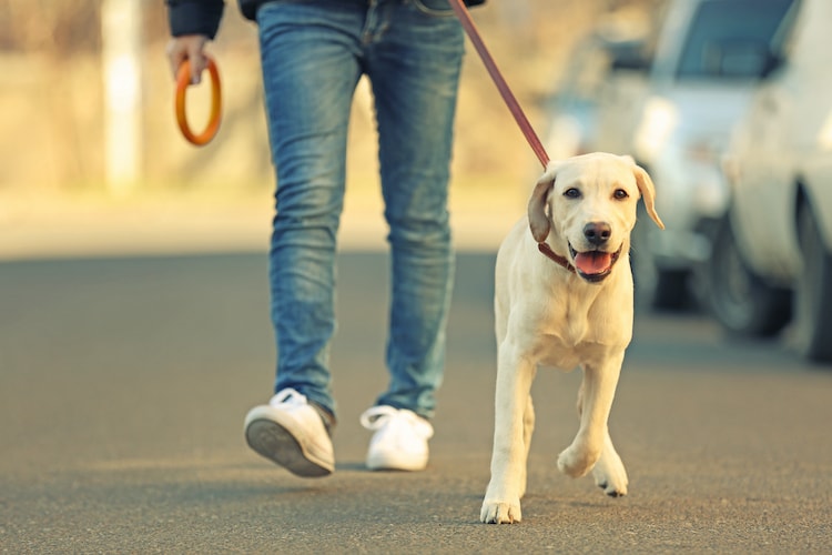 Combien de fois par jour doisje sortir mon chien ? Savoir canin